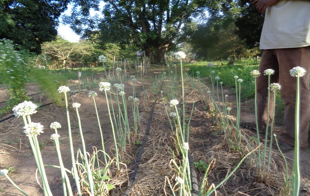 South Sudan Bio-dynamic farm