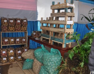 Growing and multiplying Sweet Potatoes - By Hinga Volcanoes - Seed Producton Company LTD