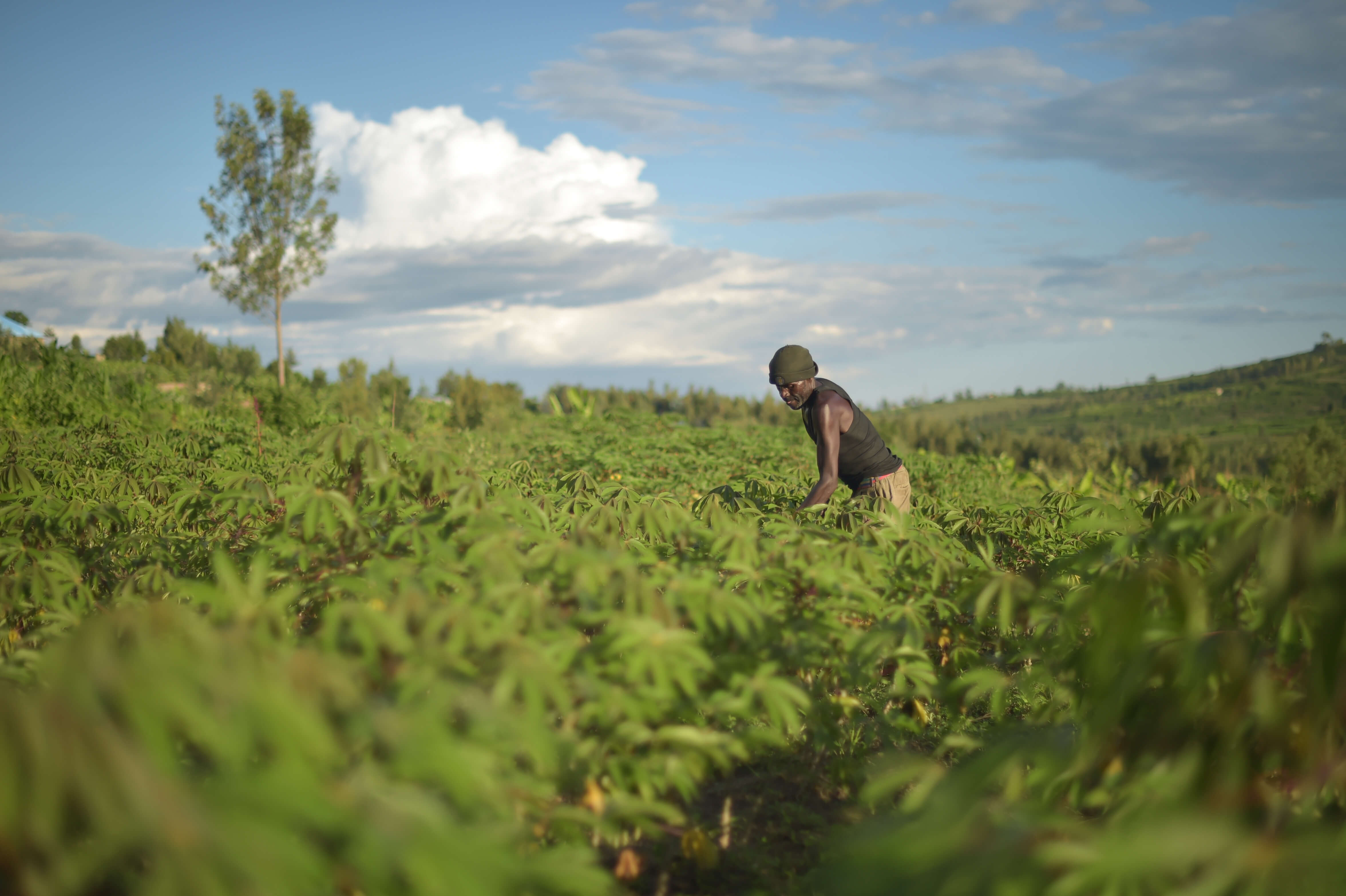 https://spark.lamalama.dev/wp-content/uploads/2019/10/EULAP-RS2945_05_2019_Rwanda_Casava_Farming-10.jpg